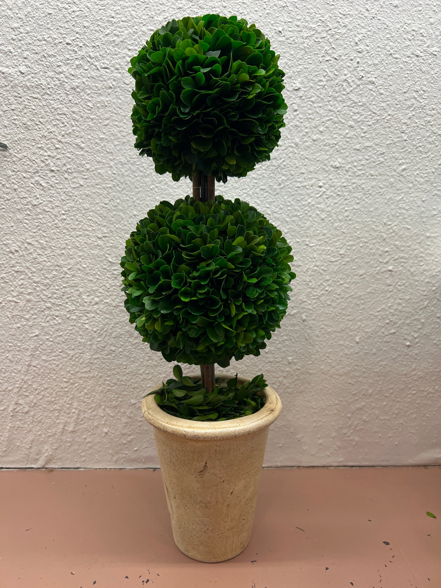 Preserved Boxwood Topiary Double Ball 20”