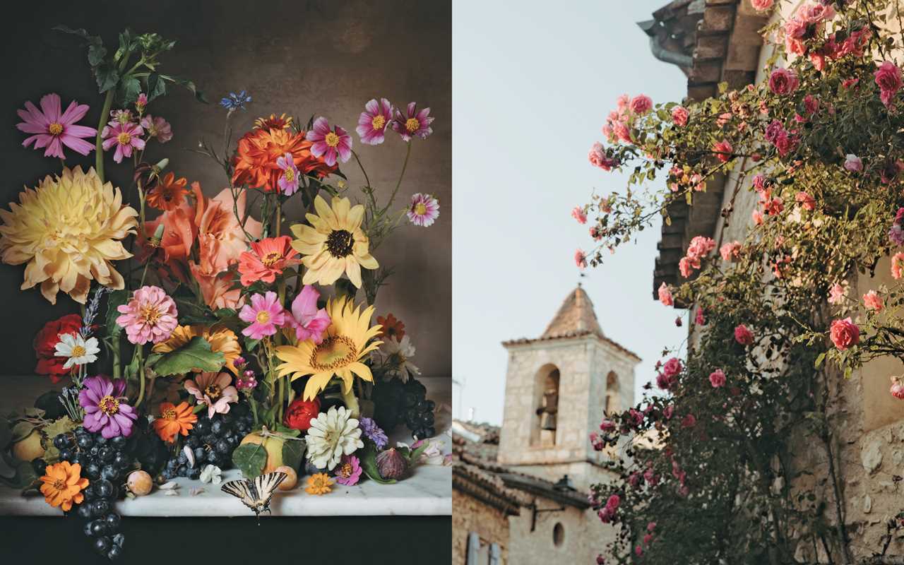 Flowers of Provence