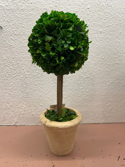 Preserved Boxwood Topiary Single