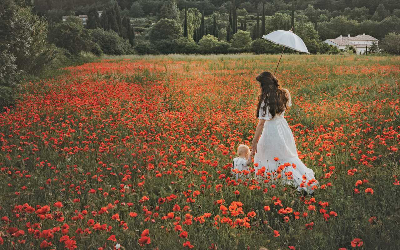 Flowers of Provence
